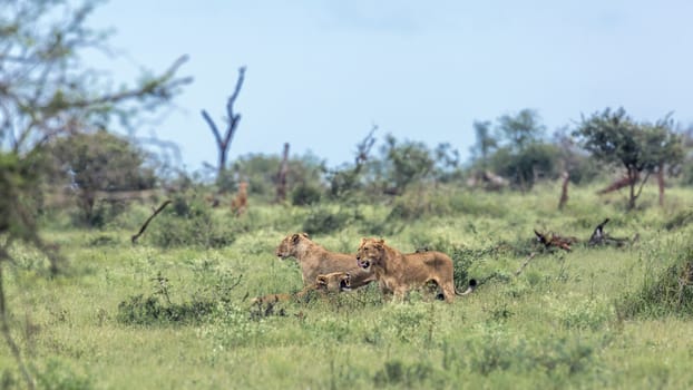 African lion in Kruger National park, South Africa ; Specie Panthera leo family of Felidae