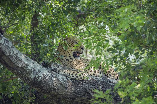 Leopard lying down in a tree in Kruger National park, South Africa ; Specie Panthera pardus family of Felidae