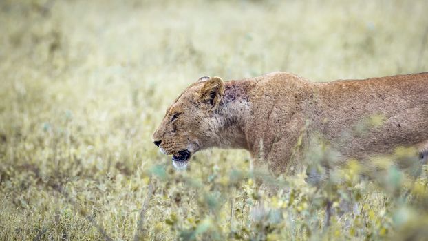 Detail of African lioness walking in green bush in Kruger National park, South Africa ; Specie Panthera leo family of Felidae