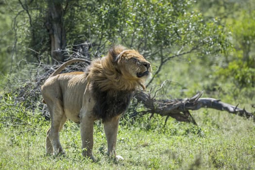 African lion male shacking in front view in Kruger National park, South Africa ; Specie Panthera leo family of Felidae