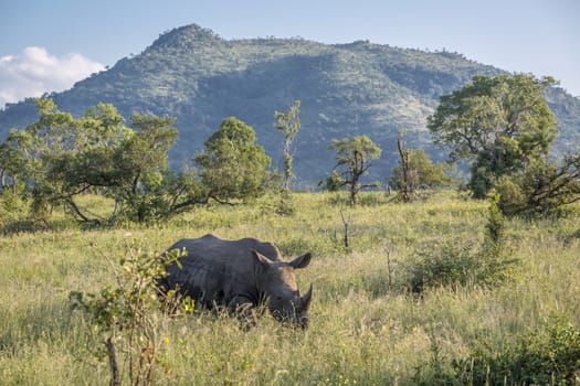 Southern white rhinoceros in green mountain scenery in Kruger National park, South Africa ; Specie Ceratotherium simum simum family of Rhinocerotidae