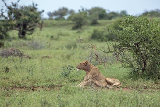 African lioness lying down in green bush in Kruger National park, South Africa ; Specie Panthera leo family of Felidae