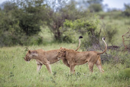 Two African lioness  tail up in green bush in Kruger National park, South Africa ; Specie Panthera leo family of Felidae