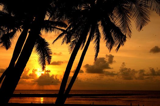 Sunset and Palm Trees