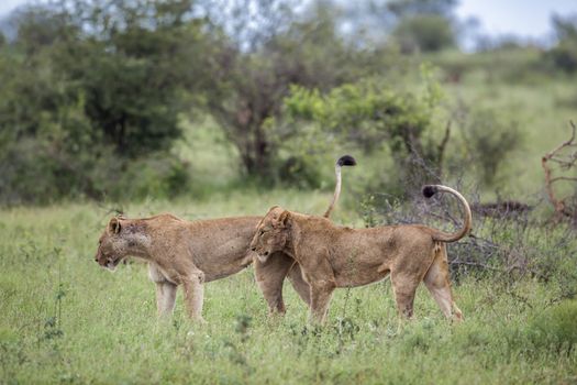 Two African lioness  tail up in green bush in Kruger National park, South Africa ; Specie Panthera leo family of Felidae