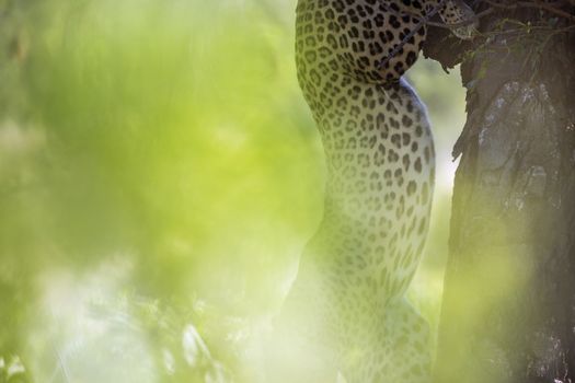 Leopard jumping down a tree in Kruger National park, South Africa ; Specie Panthera pardus family of Felidae