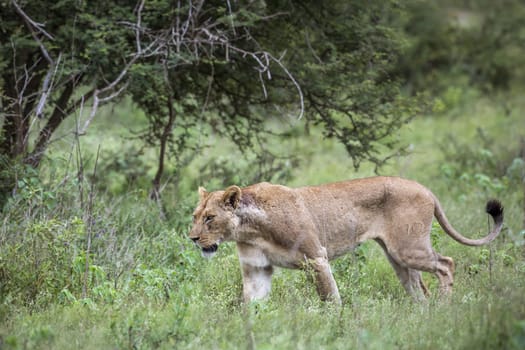 African lioness walking in green savannah in Kruger National park, South Africa ; Specie Panthera leo family of Felidae