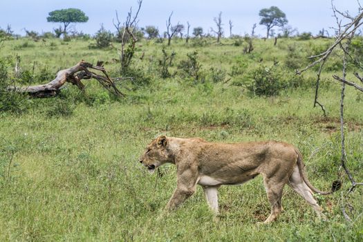 African lioness walking in green savannah in Kruger National park, South Africa ; Specie Panthera leo family of Felidae