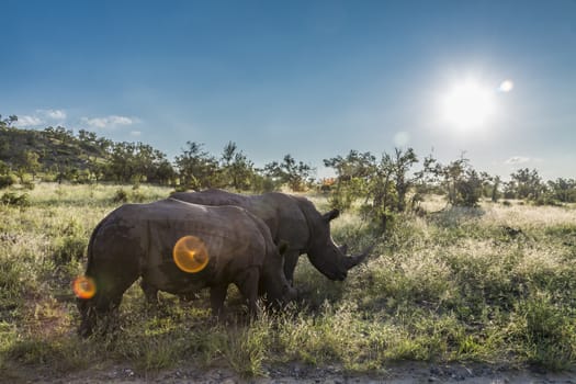 Two Southern white rhinoceros walking in backlit savannah in Kruger National park, South Africa ; Specie Ceratotherium simum simum family of Rhinocerotidae