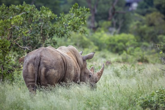 Southern white rhinoceros rear view in green savannah in Kruger National park, South Africa ; Specie Ceratotherium simum simum family of Rhinocerotidae