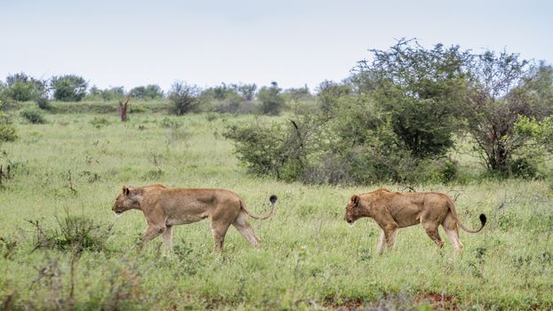 Two African lioness walking in green savannah in Kruger National park, South Africa ; Specie Panthera leo family of Felidae