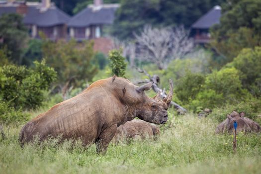 Three Southern white rhinoceros lyng down close to houses in Kruger National park, South Africa ; Specie Ceratotherium simum simum family of Rhinocerotidae