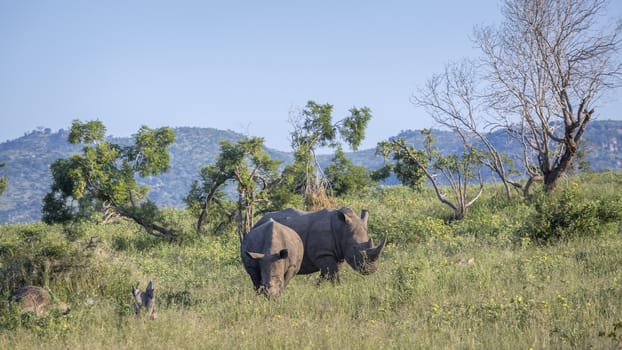 Southern white rhinoceros in Kruger National park, South Africa ; Specie Ceratotherium simum simum family of Rhinocerotidae