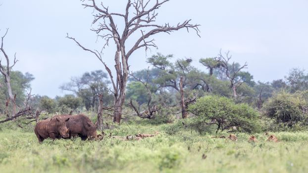 Southern white rhinoceros encounter lions in Kruger National park, South Africa ; Specie Ceratotherium simum simum family of Rhinocerotidae