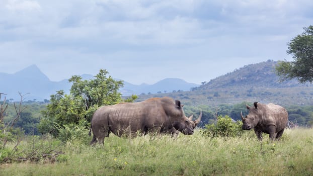 Two Southern white rhinoceros in green mountain scenery in Kruger National park, South Africa ; Specie Ceratotherium simum simum family of Rhinocerotidae