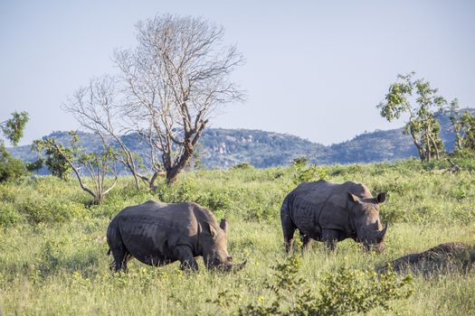 Two Southern white rhinoceros in green mountain scenery in Kruger National park, South Africa ; Specie Ceratotherium simum simum family of Rhinocerotidae