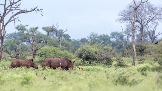 Southern white rhinoceros encounter lions in Kruger National park, South Africa ; Specie Ceratotherium simum simum family of Rhinocerotidae