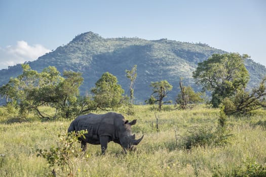 Southern white rhinoceros in green mountain scenery in Kruger National park, South Africa ; Specie Ceratotherium simum simum family of Rhinocerotidae