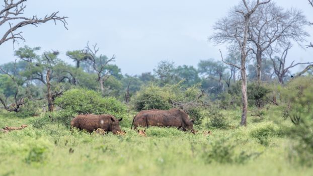 Southern white rhinoceros encounter lions in Kruger National park, South Africa ; Specie Ceratotherium simum simum family of Rhinocerotidae