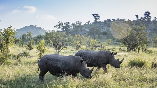 Two Southern white rhinoceros in green mountain scenery in Kruger National park, South Africa ; Specie Ceratotherium simum simum family of Rhinocerotidae