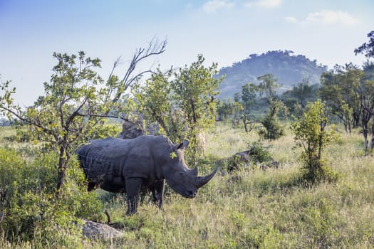 Southern white rhinoceros in green mountain scenery in Kruger National park, South Africa ; Specie Ceratotherium simum simum family of Rhinocerotidae