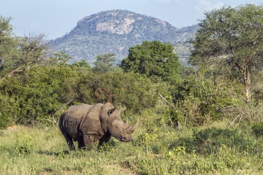 Southern white rhinoceros in green mountain scenery in Kruger National park, South Africa ; Specie Ceratotherium simum simum family of Rhinocerotidae