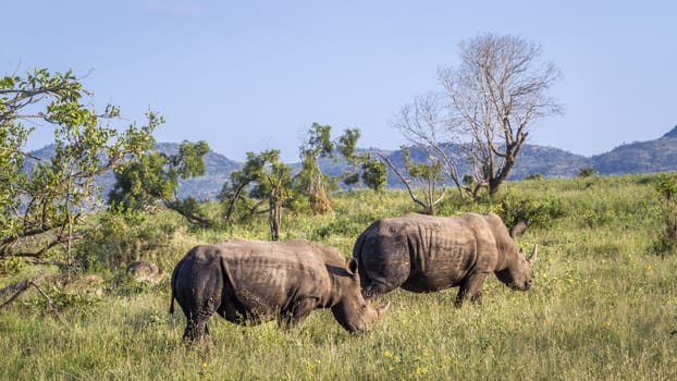 Two Southern white rhinoceros in green mountain scenery in Kruger National park, South Africa ; Specie Ceratotherium simum simum family of Rhinocerotidae