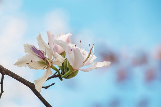 Bautiful white flower this name Bauhinia variegata is a species of plant family Fabaceae. It is native to South Asia and Southeast Asia 