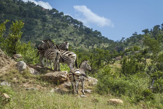 Small group Plains zebras in green mountain scenery in Kruger National park, South Africa ; Specie Equus quagga burchellii family of Equidae