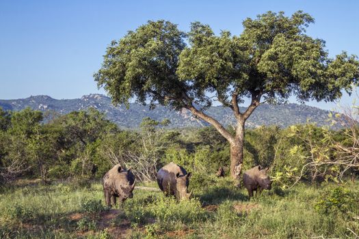 Four Southern white rhinoceros in green scenery in Kruger National park, South Africa ; Specie Ceratotherium simum simum family of Rhinocerotidae
