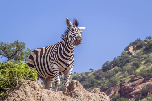 Plains zebra standing on a rock isolated in blue sky in Kruger National park, South Africa ; Specie Equus quagga burchellii family of Equidae