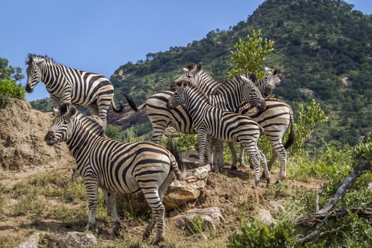 Small group of Plains zebras standing on rocks in Kruger National park, South Africa ; Specie Equus quagga burchellii family of Equidae