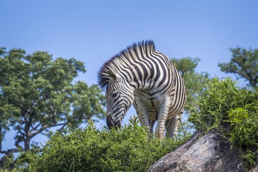 Plains zebra standing on a rock isolated in blue sky in Kruger National park, South Africa ; Specie Equus quagga burchellii family of Equidae