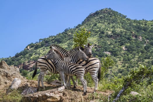 Small group Plains zebras in green mountain scenery in Kruger National park, South Africa ; Specie Equus quagga burchellii family of Equidae