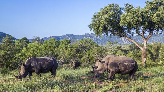 Four Southern white rhinoceros in green scenery in Kruger National park, South Africa ; Specie Ceratotherium simum simum family of Rhinocerotidae