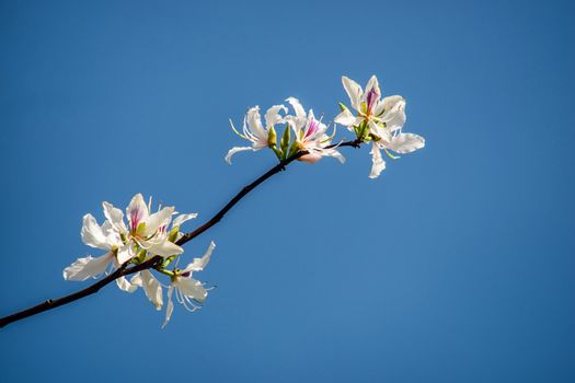 Bautiful white flower this name Bauhinia variegata is a species of plant family Fabaceae. It is native to South Asia and Southeast Asia 