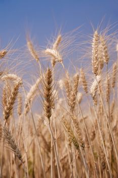 Ripe barley on the field in early summer and sunny day