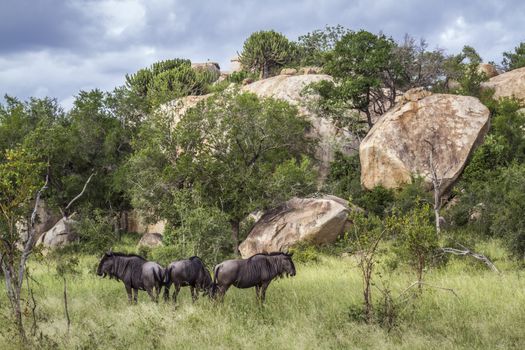 Blue wildebeest small group in boulder scenery in Kruger National park, South Africa ; Specie Connochaetes taurinus family of Bovidae