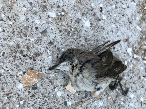 Gray brown little dead sparrow lies on asphalt 