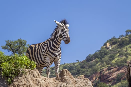 Plains zebra standing on a rock isolated in blue sky in Kruger National park, South Africa ; Specie Equus quagga burchellii family of Equidae