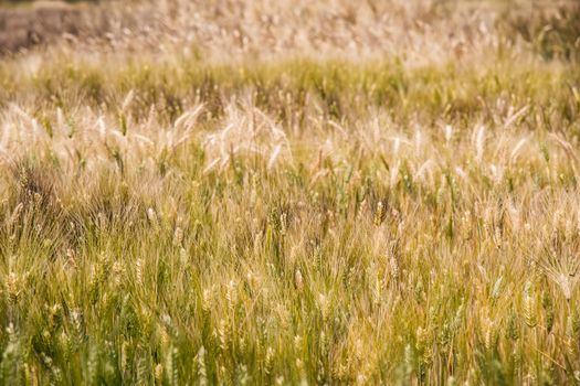 Ripe barley on the field in early summer and sunny day