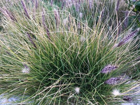 Dry green yellow grass bush on rocks near Mediterranean sea in Turkey