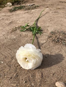 Close up one white persian asian buttercup ranunculus asiaticus lies on gray ground 