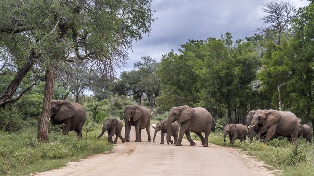 African bush elephant small family group crossing safari road in Kruger National park, South Africa ; Specie Loxodonta africana family of Elephantidae