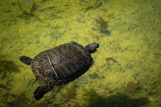 The pond slider turtle (Trachemys scripta) is swimming in a pond on a sunny day. Stock image.