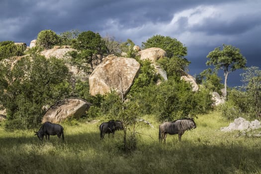 Blue wildebeest small group in boulder scenery in Kruger National park, South Africa ; Specie Connochaetes taurinus family of Bovidae