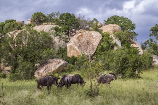 Blue wildebeest small group in boulder scenery in Kruger National park, South Africa ; Specie Connochaetes taurinus family of Bovidae