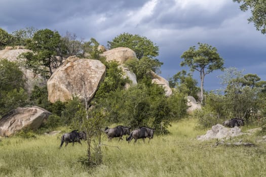 Blue wildebeest small group in boulder scenery in Kruger National park, South Africa ; Specie Connochaetes taurinus family of Bovidae