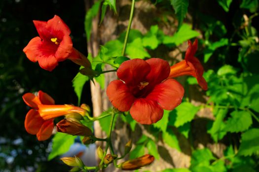 Close up of red climber flower campsis also known as trumpet creeper and trumpet vine flower. Horizontal stock image.