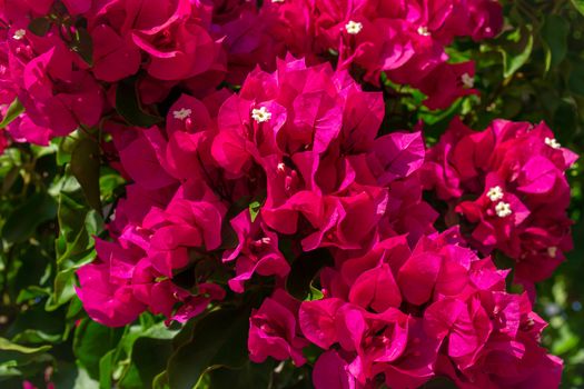 Close up of bright pink bougainvillea flower on a sunny day. Horizontal stock image.